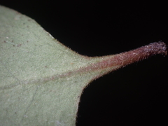 Coprosma crassifolia