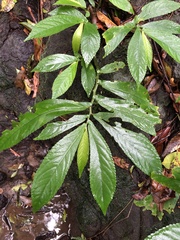 Elatostema
