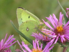 Colias philodice