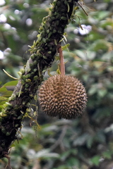 Durio zibethinus