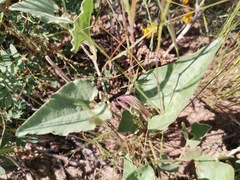Aristolochia wrightii