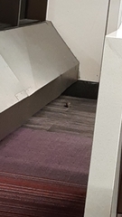 Rodentia