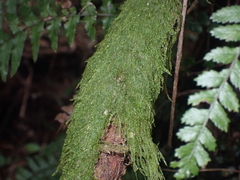 Hypnum cupressiforme filiforme