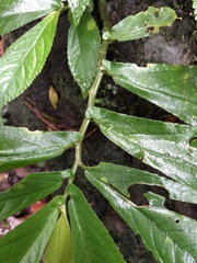Elatostema
