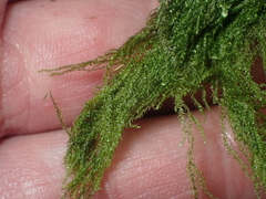 Hypnum cupressiforme filiforme