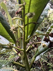 Saurauia