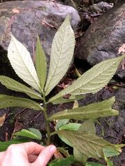 Elatostema