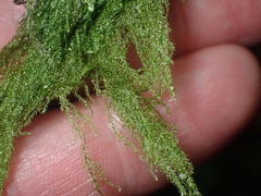 Hypnum cupressiforme filiforme