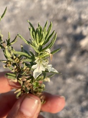 Teucrium
