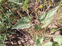 Aristolochia wrightii