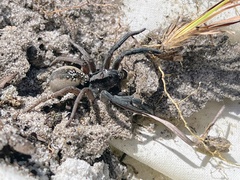 Geolycosa