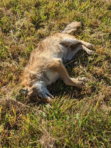 Coyote photographed in Alabama