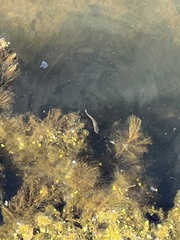 Alosa pseudoharengus