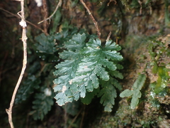 Abrodictyum elongatum