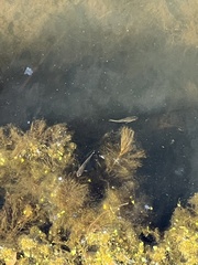 Alosa pseudoharengus