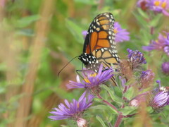 Danaus plexippus