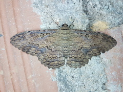 Feigeria xylia