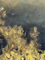 Alosa pseudoharengus