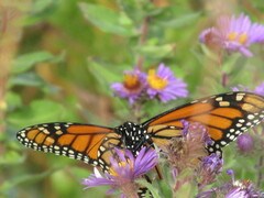 Danaus plexippus