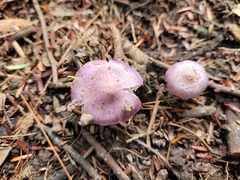 Inocybe lilacina