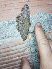 Feigeria xylia