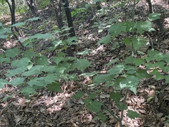 Acer davidii grosseri