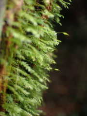 Calomnion complanatum