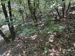 Acer davidii grosseri