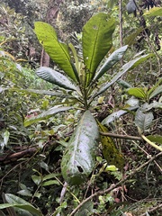 Saurauia