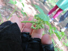 Actaea