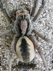 Geolycosa