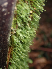 Calomnion complanatum