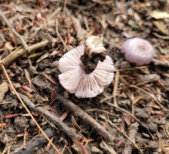 Inocybe lilacina