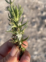 Teucrium