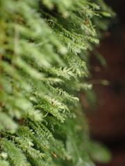 Calomnion complanatum