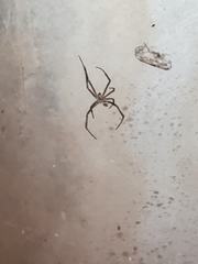 Latrodectus hesperus