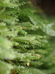 Calomnion complanatum