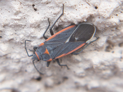 Melacoryphus lateralis
