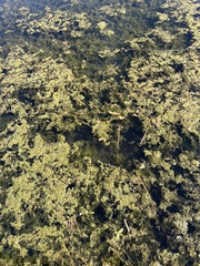 Callitriche stagnalis