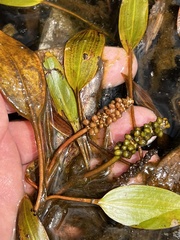 Potamogeton nodosus