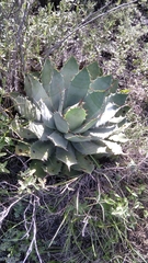 Agave potatorum