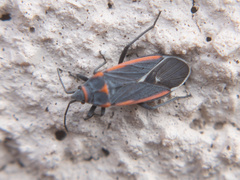 Melacoryphus lateralis