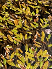 Potamogeton nodosus
