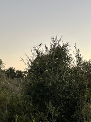 Aphelocoma coerulescens