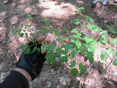 Actaea