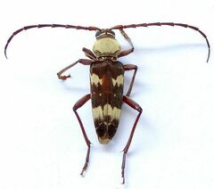 Megacyllene antennata
