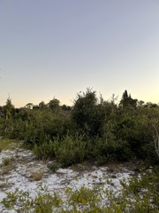 Aphelocoma coerulescens