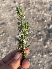 Teucrium