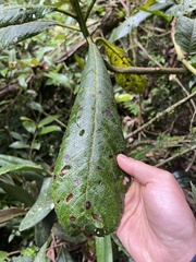 Saurauia