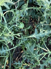 Solanum triflorum